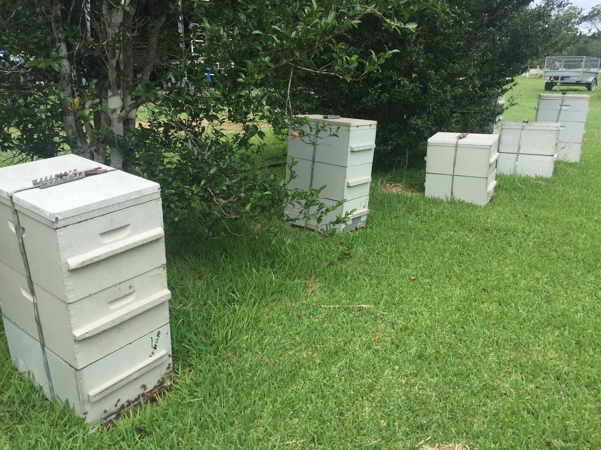 Honey Beeluxe beehives on green grass