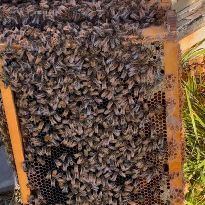 A hive frame covered in bees