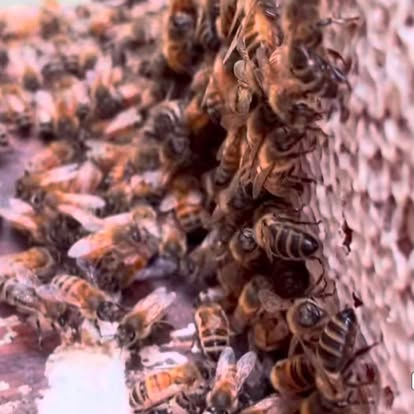 Close-up of bees on the comb