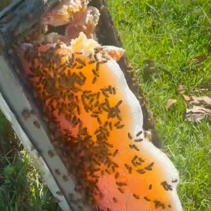Bees working over golden honeycomb